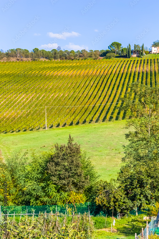 vineyard in Tuscany, Italy 