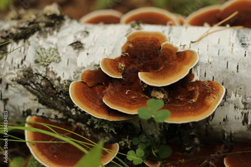 mushroom in the tree