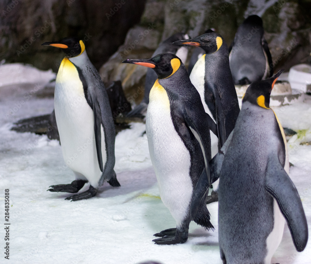 Fototapeta premium A group of king penguins on ice