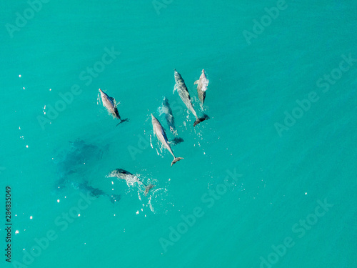 Dolphins playing in the water as shot from a drone