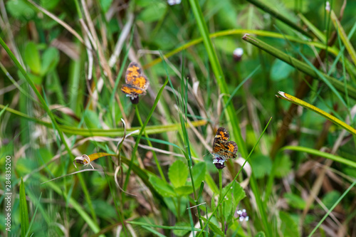 A single orange and black patterned Phaon Crescent Butterfly briefly rests on a green leaf photo