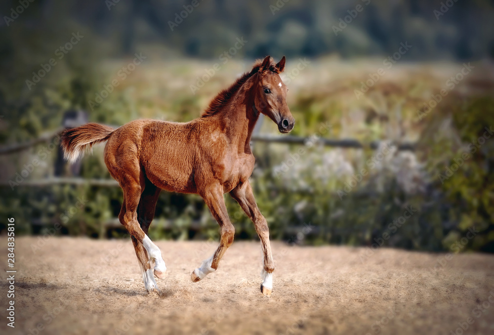 Red foal with an asterisk on his forehead run in the levada. Red foal with an asterisk on his forehead run in the levada.