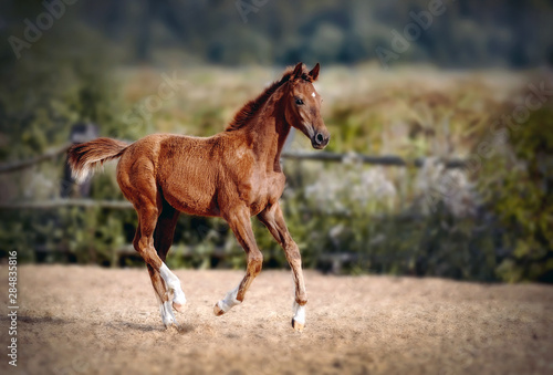 Red foal with an asterisk on his forehead run in the levada.