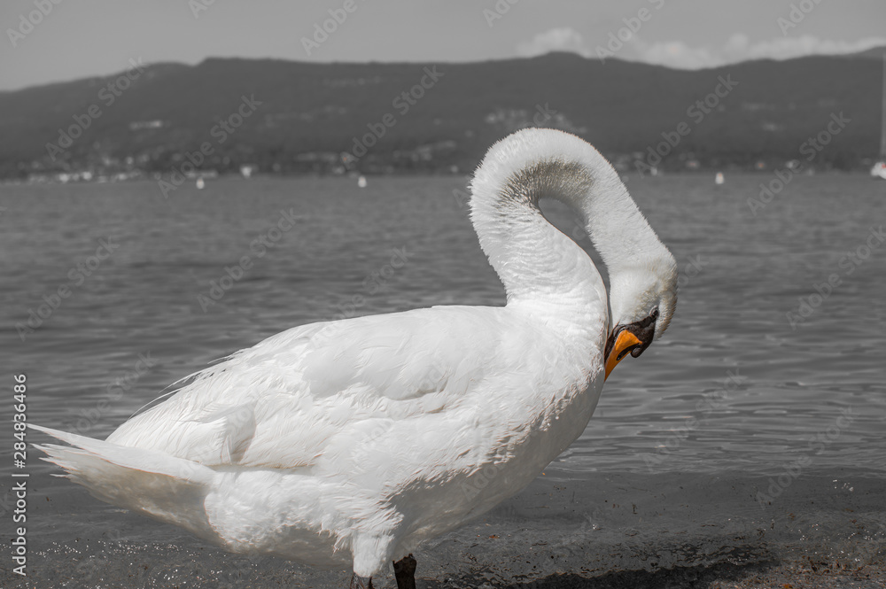 Obraz premium Schwan in S/W
