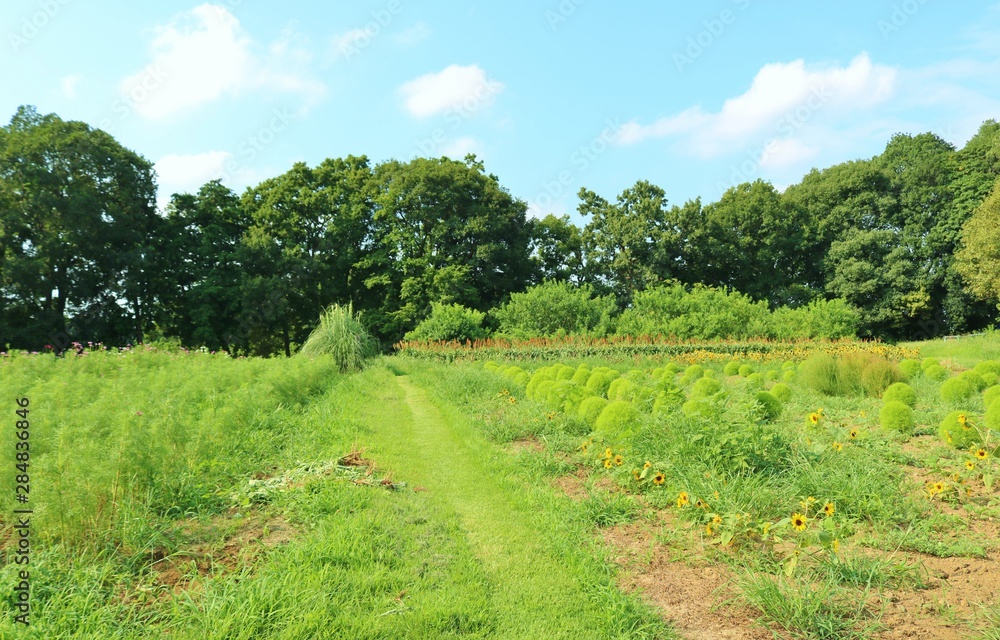 Obraz premium 風景 夏 田舎 コキア 茨城