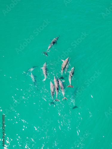 A pod of dolphins playing in the water 