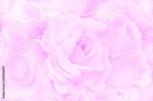 Blurred of Rose flowers blooming. in the pastel color style for background.