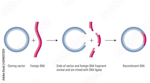 Gene Cloning. DNA Recombinant