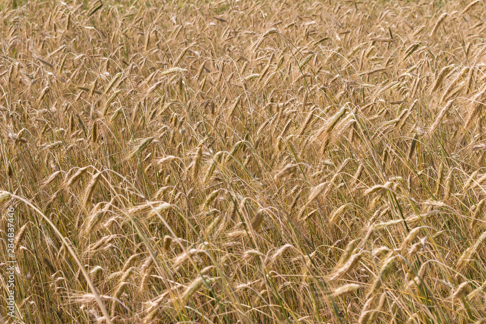 Spikelets of rye on the agricultural field. Spikelets of rye on the agricultural field.