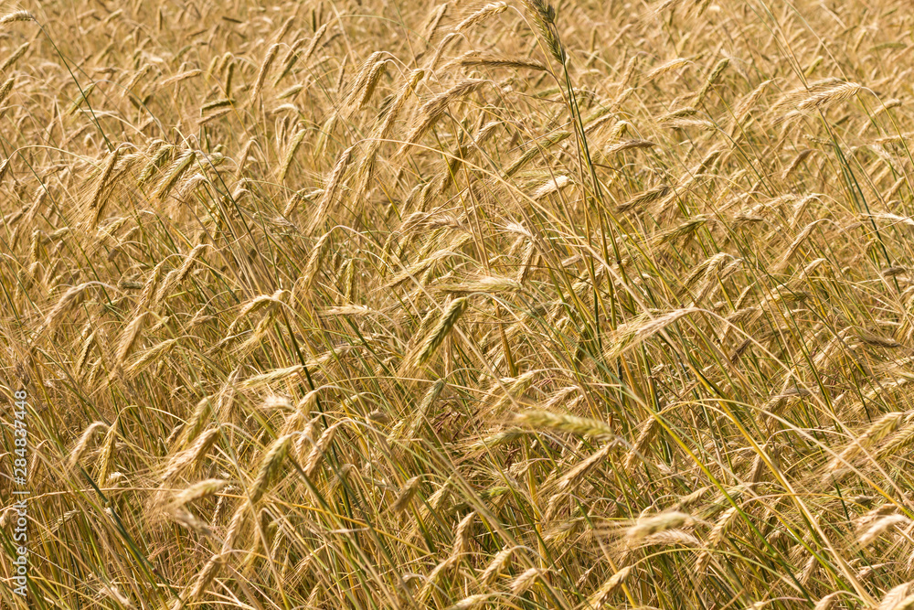 Spikelets of rye on the agricultural field. Spikelets of rye on the agricultural field.