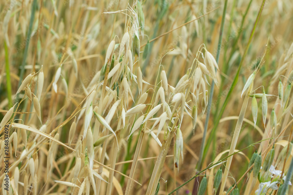 Spikelets of oats on an agricultural field.