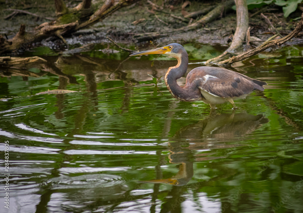 Naklejka premium Tricolored Heron fishing