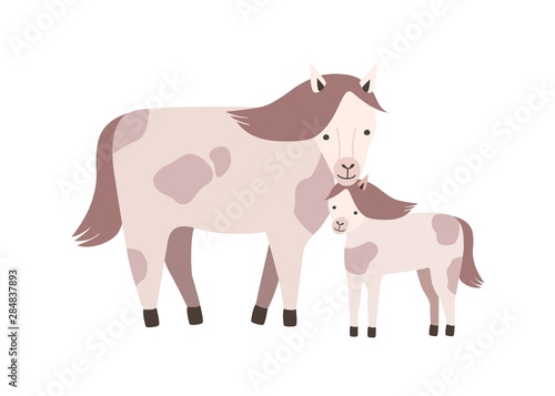 Horse and foal or colt isolated on white background