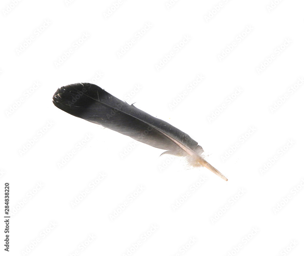 bird feather isolated on white background bird feather isolated on white background
