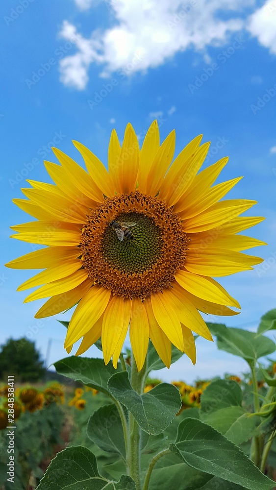 tournesol et abeille