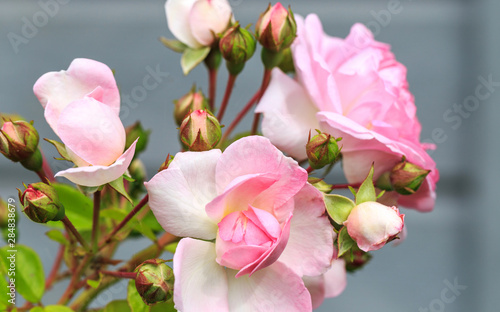 Blooming pink rose in the garden on a sunny day.