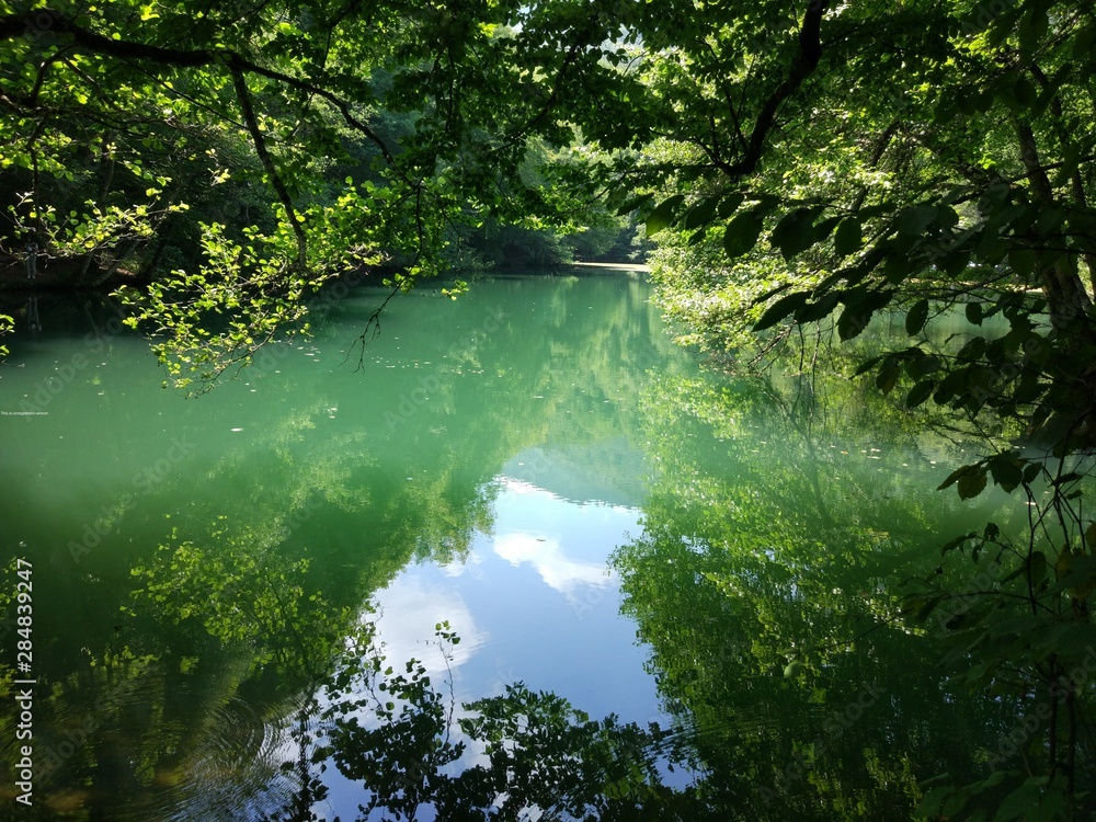 lake in the forest lake in the forest
