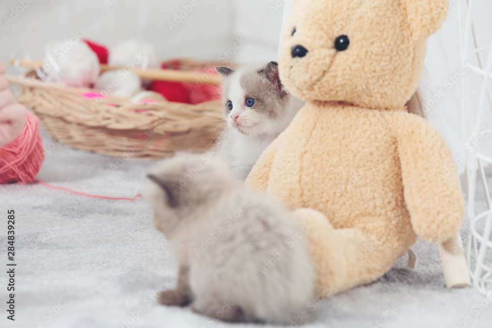 Cute kitten looking something in the home.