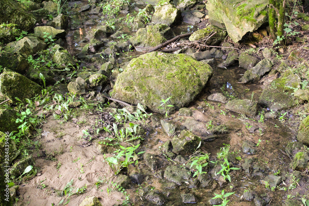 the landscape is a forest and a stream the landscape is a forest and a stream