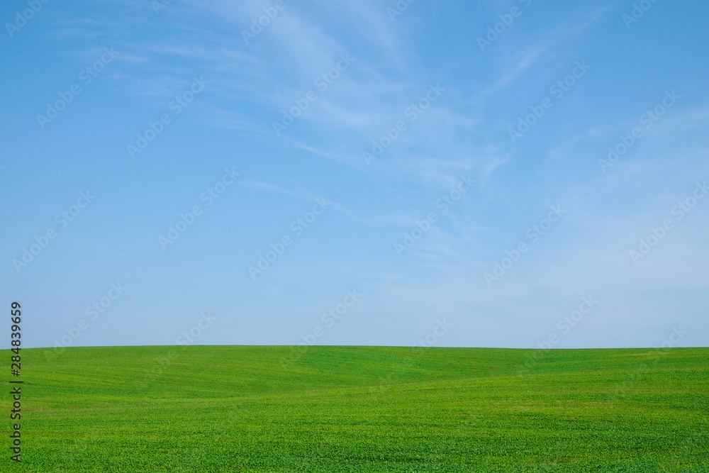 Green field hills isolated on sky background. Ukrainian nature. Copy space.                   Copy space.