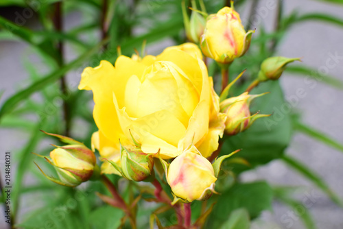 Yellow tea rose blooms in the garden. Flowers and rose buds close-up.