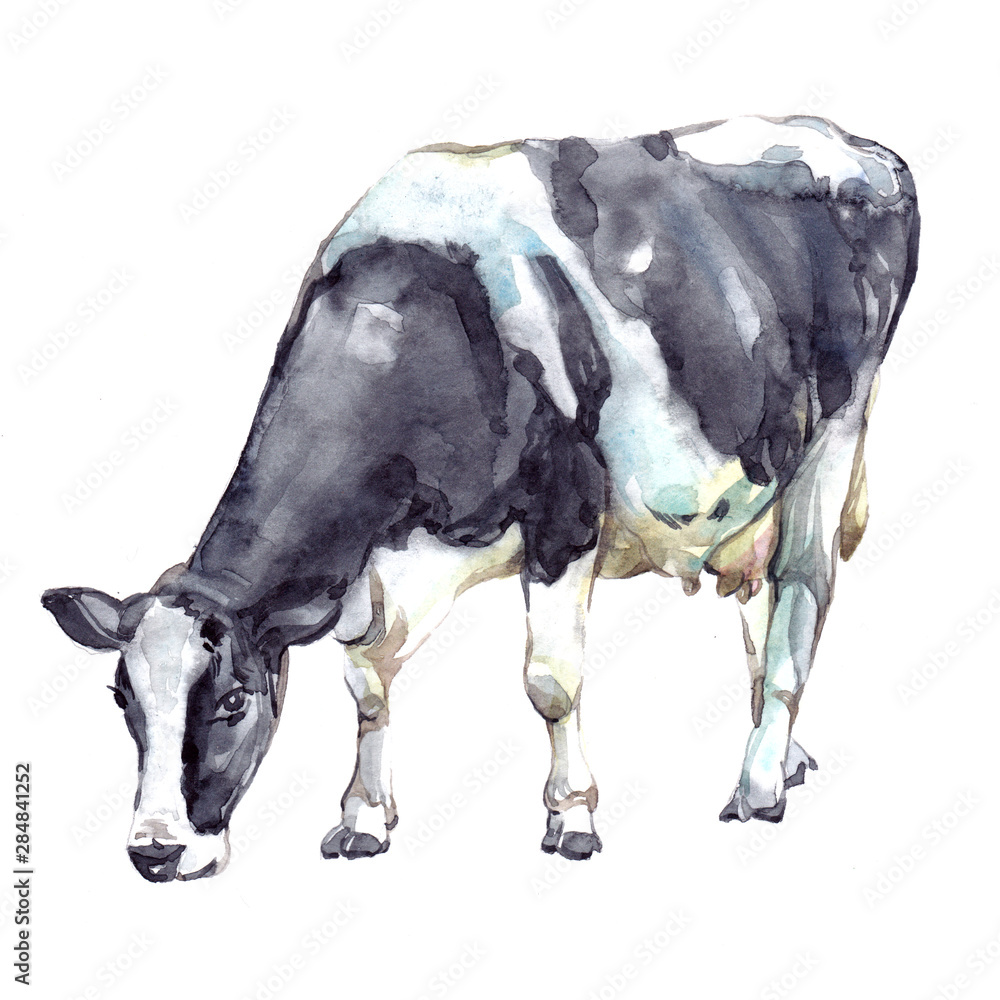 Watercolor single cow animal isolated on a white background illustration.
