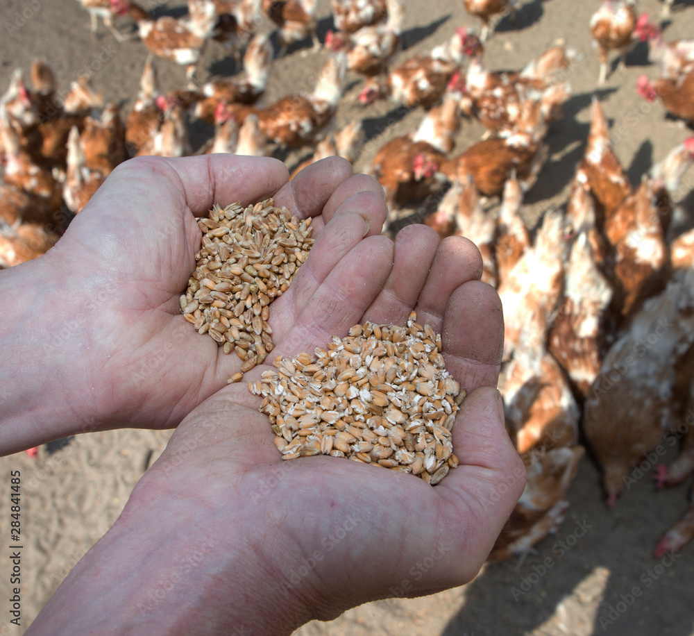 Corn and hands agriculture. Farming. Chicken Corn and hands agriculture. Farming. Chicken