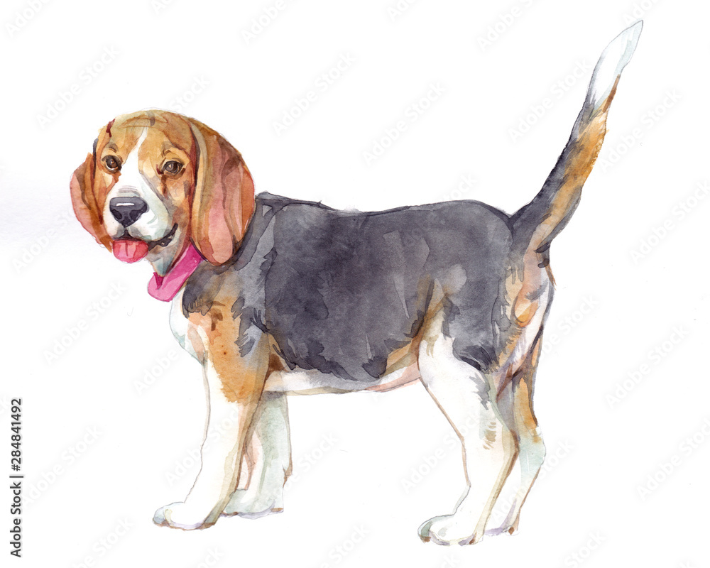 Watercolor single Dog animal isolated on a white background illustration.
