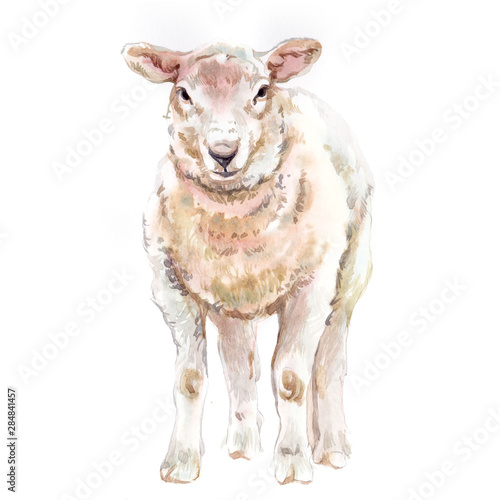 Watercolor single sheep animal isolated on a white background illustration.