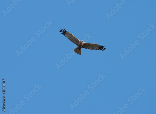 western marsh harrier Circus aeruginosus flying against clear blue sky