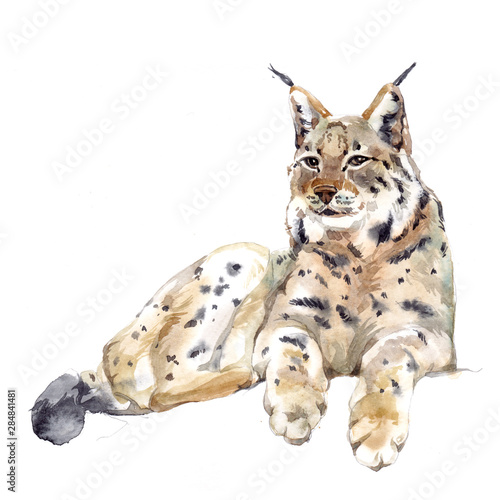 Watercolor single lynx animal isolated on a white background illustration.