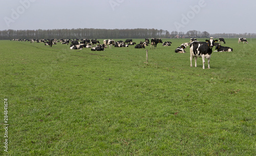 Cows in Dutch meadow. Grazing. 