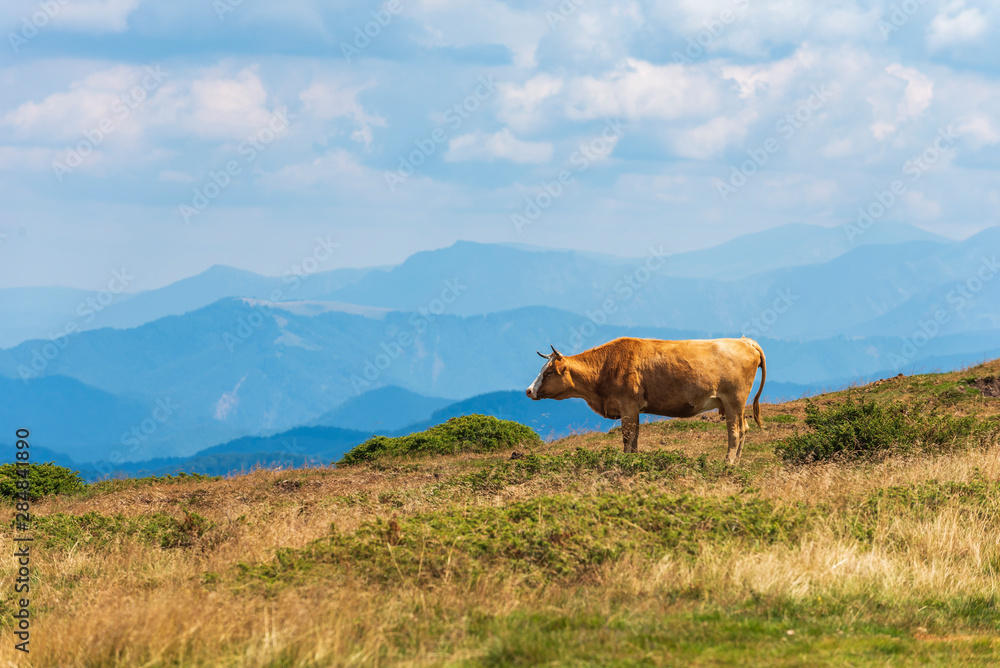 cow grazing on meadow in mountains. Cattle on a pasture cow grazing on meadow in mountains. Cattle on a pasture