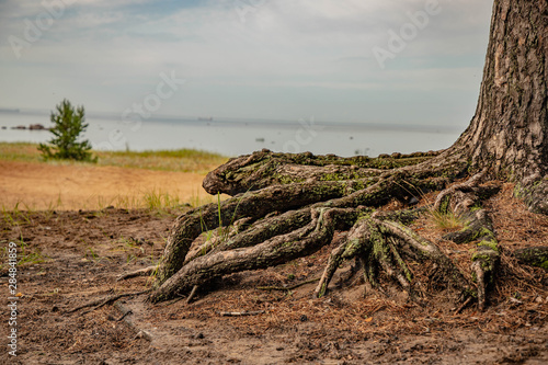 tree with bare roots