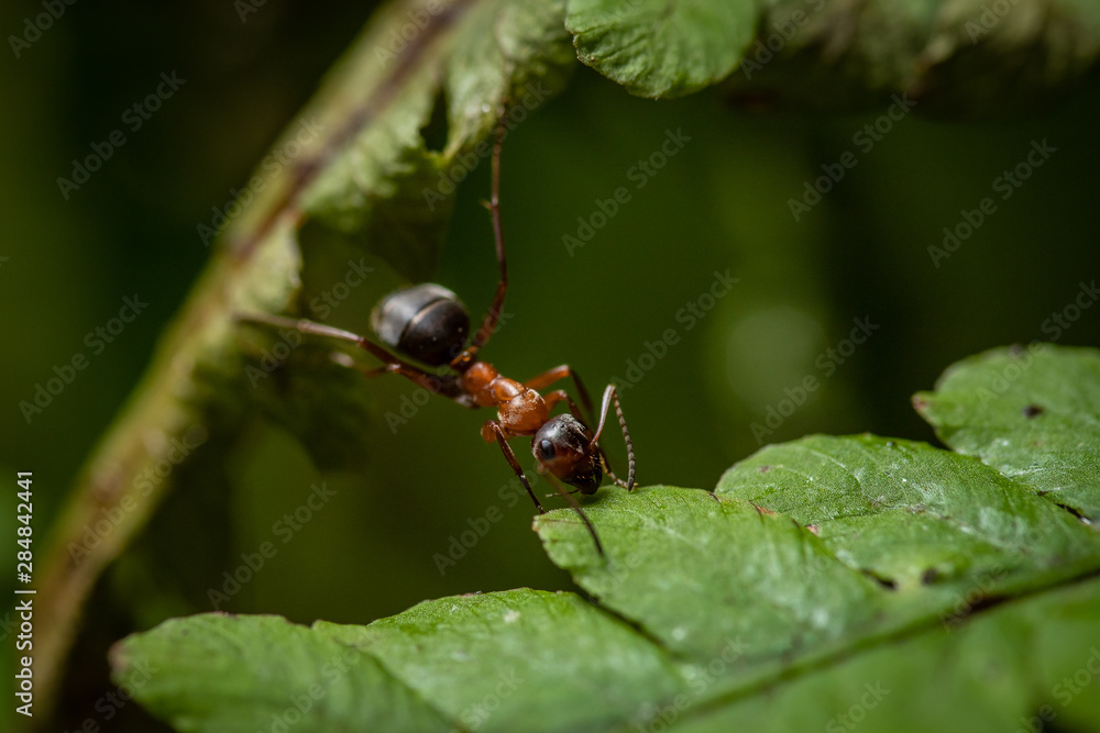 Closeup of a ginger ant on a green plant Closeup of a ginger ant on a green plant