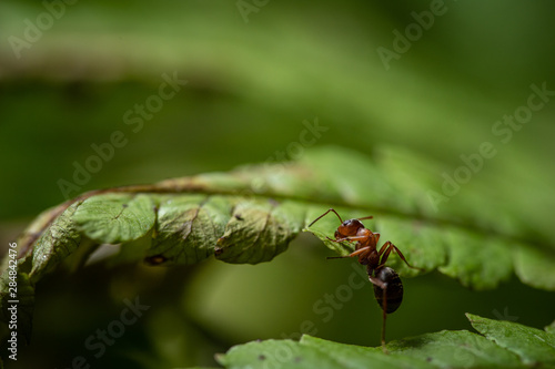 Closeup of a ginger ant on a green plant