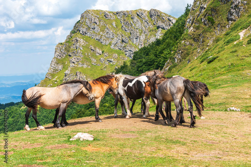 Group of young horses on the pasture high in the mountain in sunny summer day © Petar