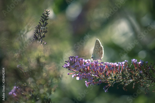 Whitebutterfly on purple flower photo