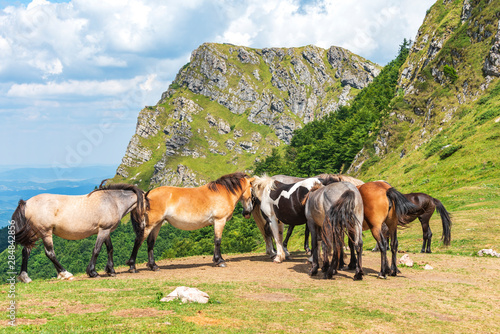 Group of young horses on the pasture high in the mountain in sunny summer day