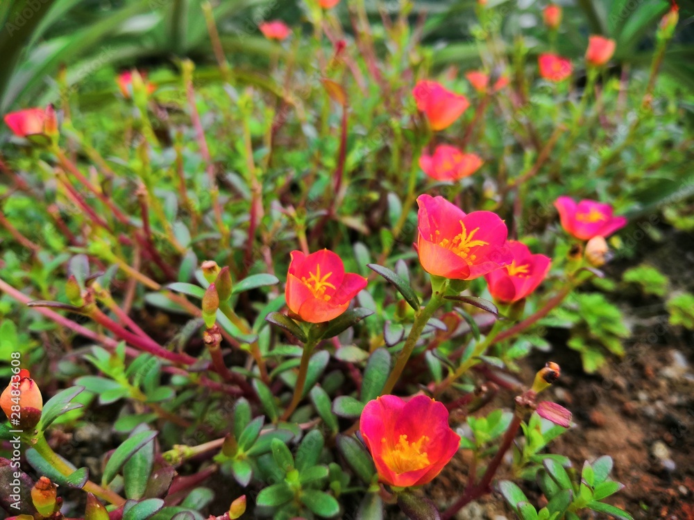 Red Flowers in the Garden Red Flowers in the Garden