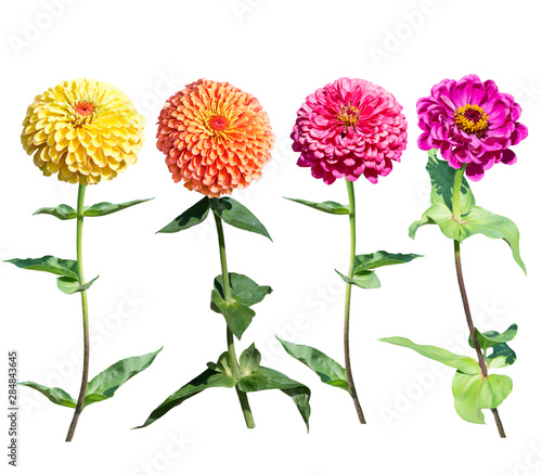 Beautiful colorful zinnia elegans flowers in bloom on white background photo