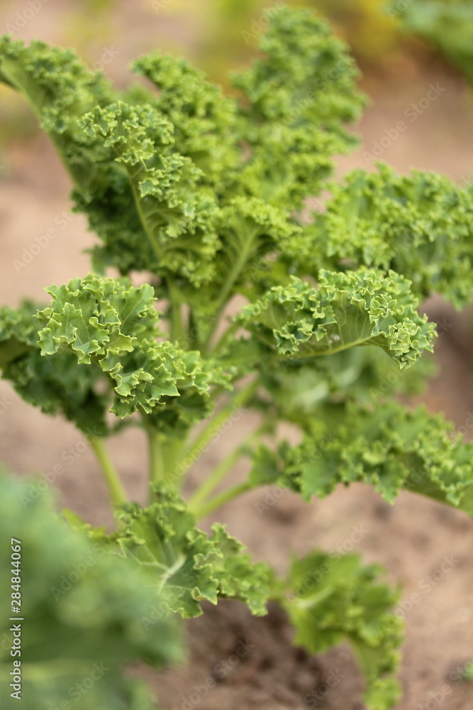 green fresh kale in garden green fresh kale in garden