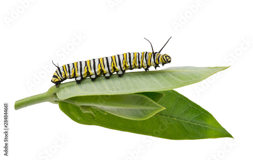 Monarch Caterpillar on milkweed leaf isolated on white photo
