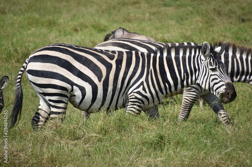 Zebra Grazing Full-Frame  Amboseli National Park  Kenya