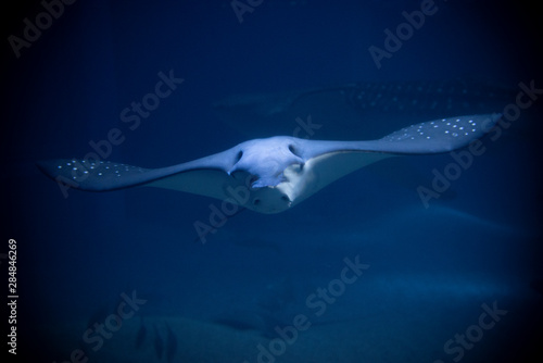 マダラトビエイ Images – Browse 57 Stock Photos, Vectors, and Video