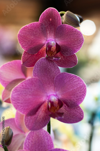 beautiful purple Orchid flowers close up