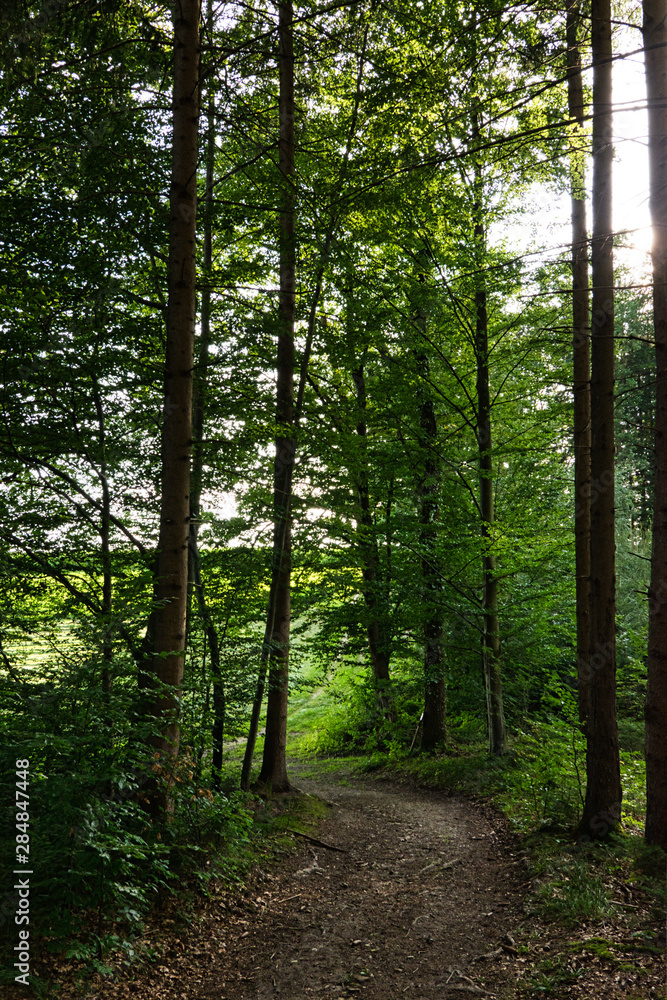 Obraz premium Waldweg führt aus einem dunklen Wald mit hohen Baumstämmen