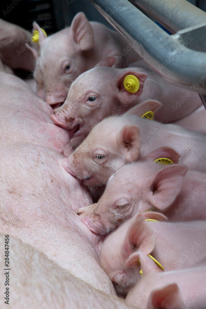 Pigs in stable. Pigs nursing. Piglets Pigs in stable. Pigs nursing. Piglets