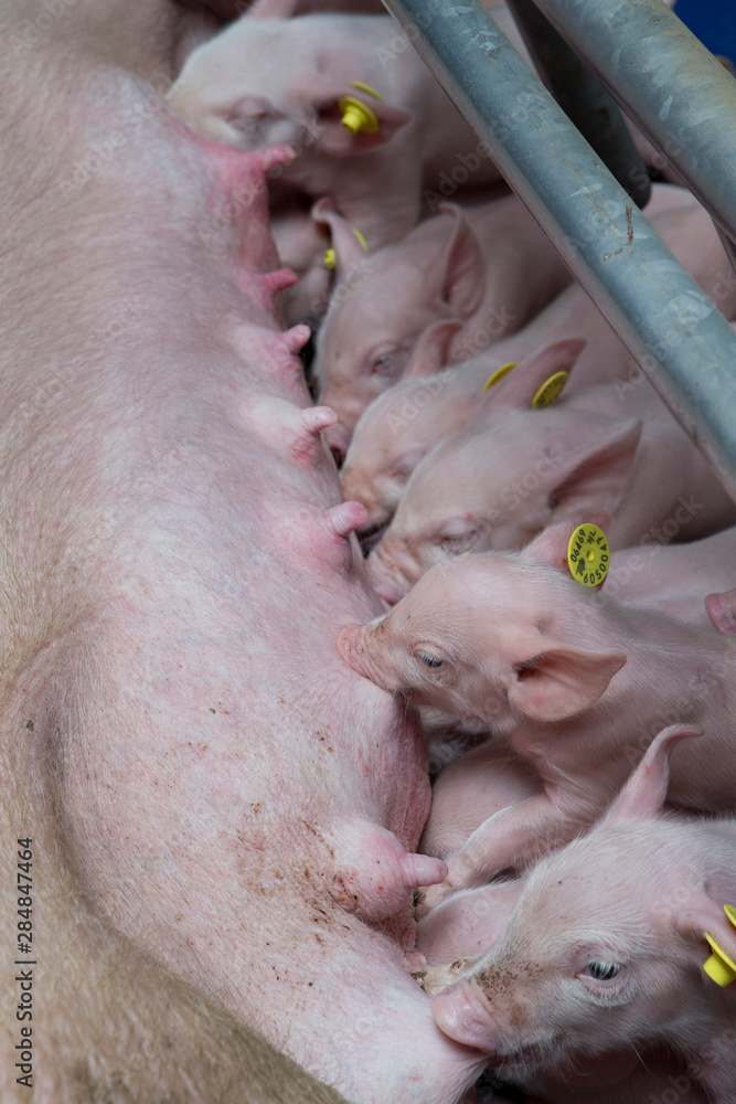 Pigs in stable. Pigs nursing. Piglets Pigs in stable. Pigs nursing. Piglets