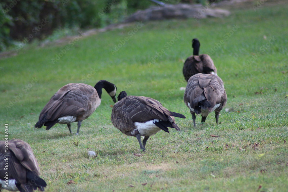 goose on grass goose on grass